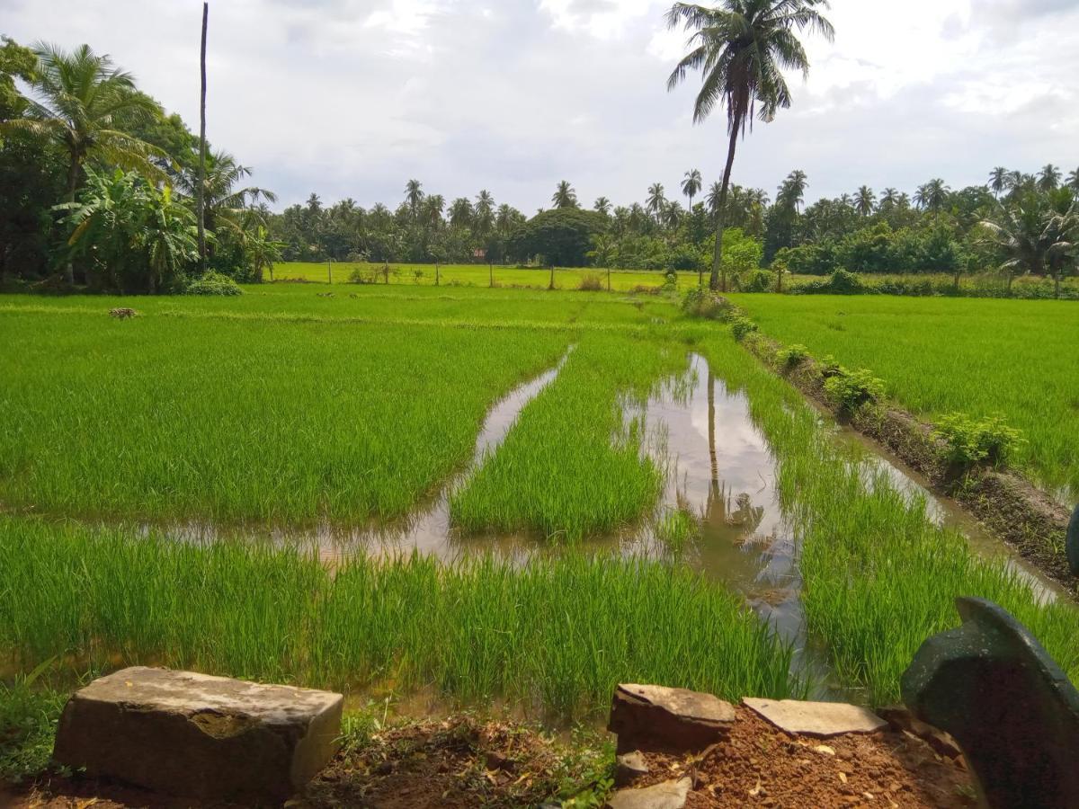 Coconut Island Yala 호텔 티사마하라마 외부 사진