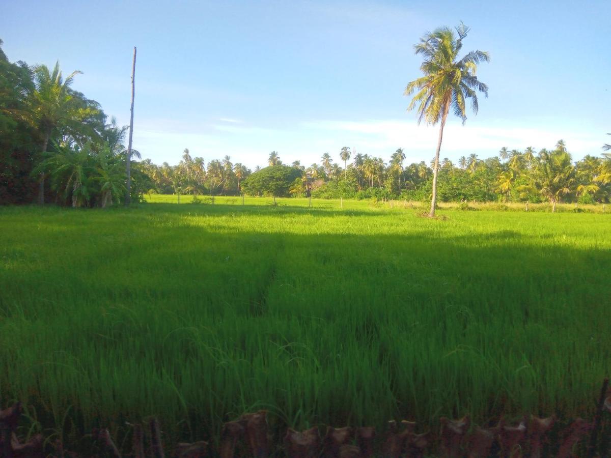 Coconut Island Yala Safari Place 티사마하라마 외부 사진