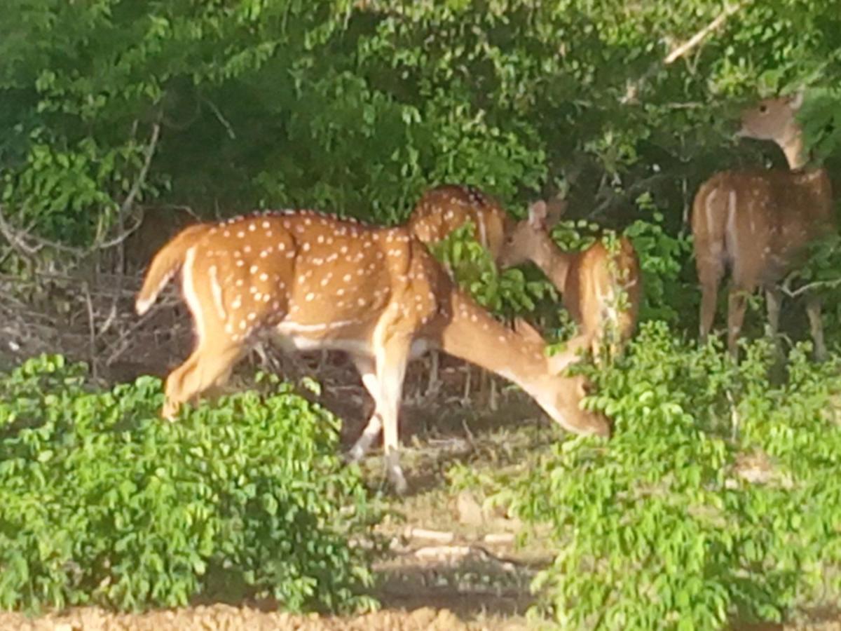 Coconut Island Yala Safari Place 티사마하라마 외부 사진
